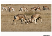 Fallow Deer 2